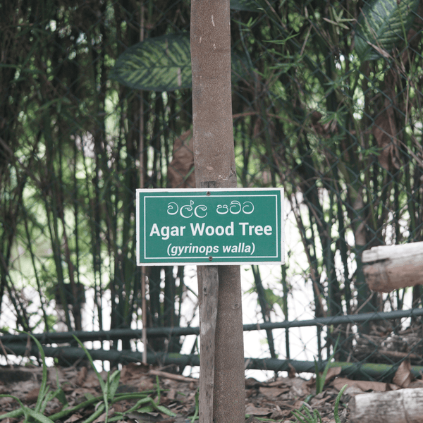 Agarwood Tree