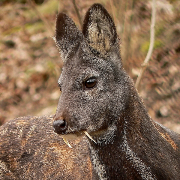 Deer Musk Fragrance