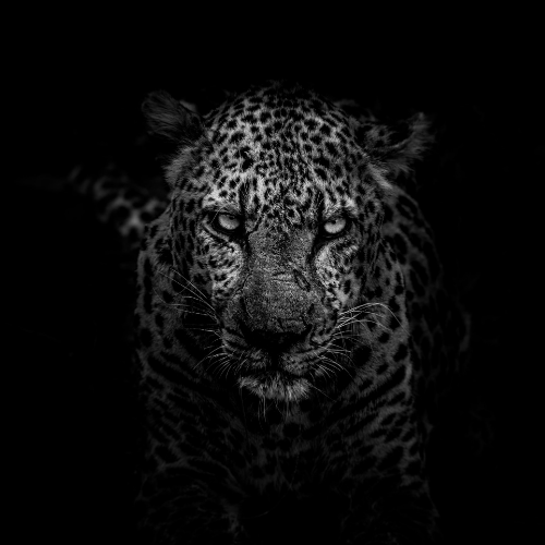 Leopard's Roar