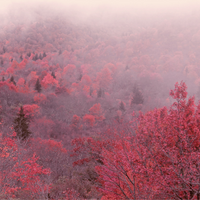 PINK WOODS